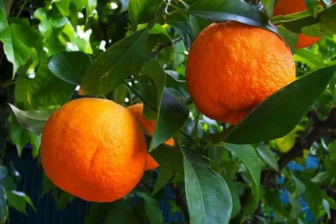 خریدکنسانتره نارنج اهرم + قیمت فروش استثنایی